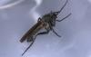 Empis tessellata